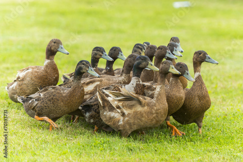 Photographie Groupe de canards d'élevage en troupeau