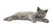 © evgenyi - little kitten lies on a white background