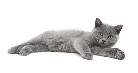 little kitten lies on a white background