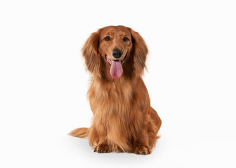 Brown dachshund on white background