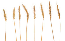 Separate Wheat Crops Isolated, On White Background
