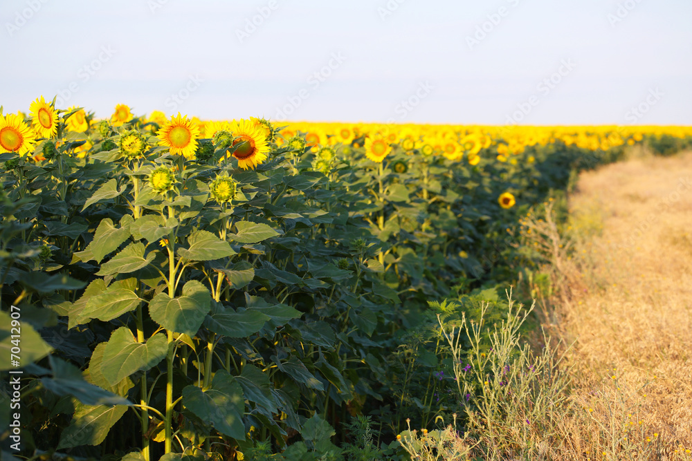 Beautiful sunflowers field