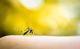 Fototapeta  - Mosquito sucking blood