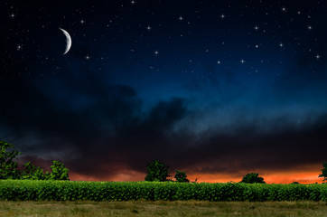 Canvas Print - Night background.