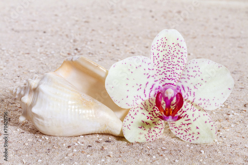 Naklejka na szybę Orchid with zen stones in the sand