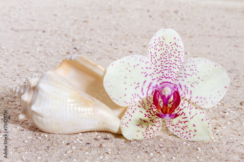 Obraz w ramie Orchid with zen stones in the sand