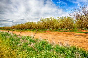 Nut Trees