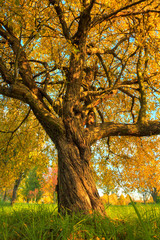 Wall Mural - Beautiful autumn tree with fallen dry leaves