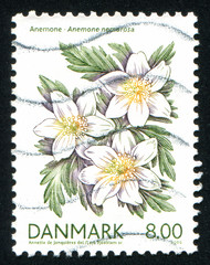 Sticker - flower Anemone nemorosa