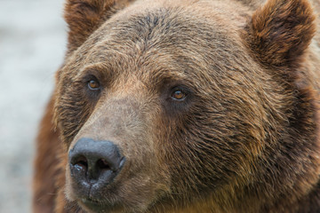 bear 4