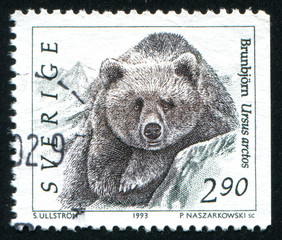 Poster - wild bear