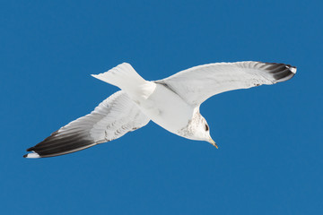 Wall Mural - one white bird flies on sky