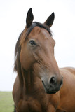 Fototapeta  - Portrait of nice brown bay horse