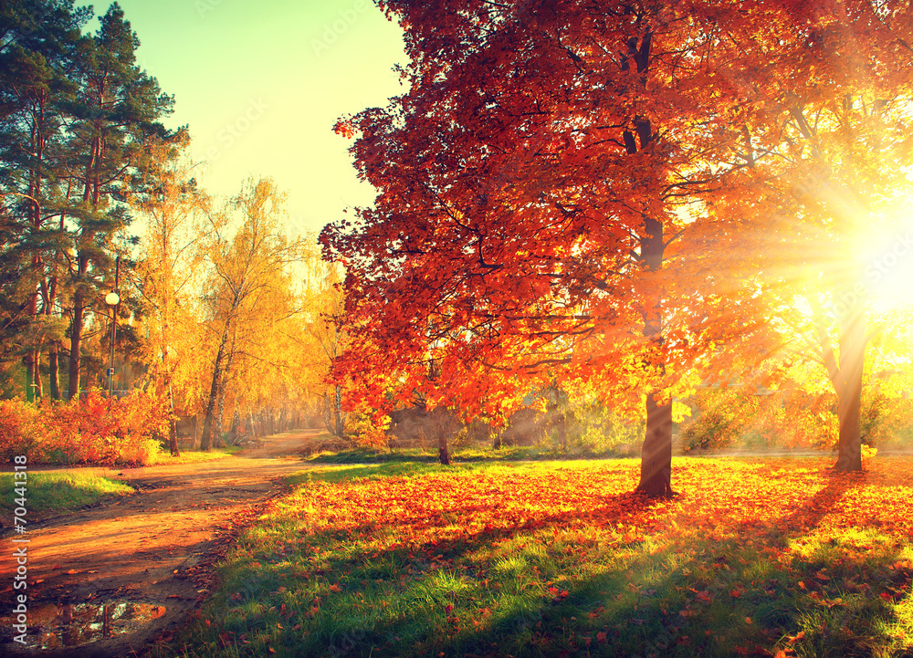 Drzewa i liście w świetle słonecznym, jesień - obrazy, fototapety, plakaty 