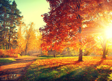 Autumn Scene. Fall. Trees And Leaves In Sun Light