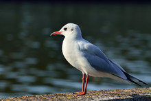Seagull Closeup