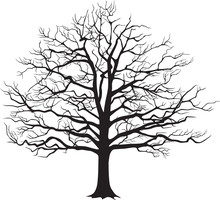 Black Silhouette Bare Tree . Vector Illustration