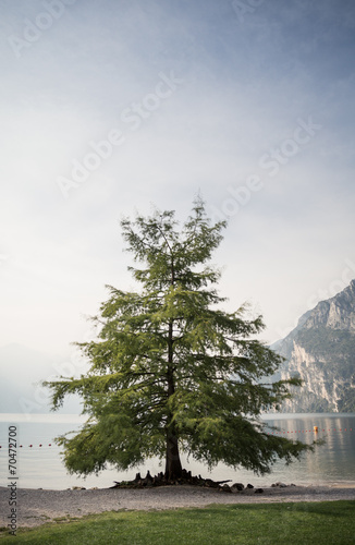 Naklejka - mata magnetyczna na lodówkę tree at Lake Garda in Italy