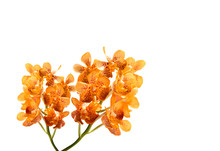 Orange Orchid Flowers