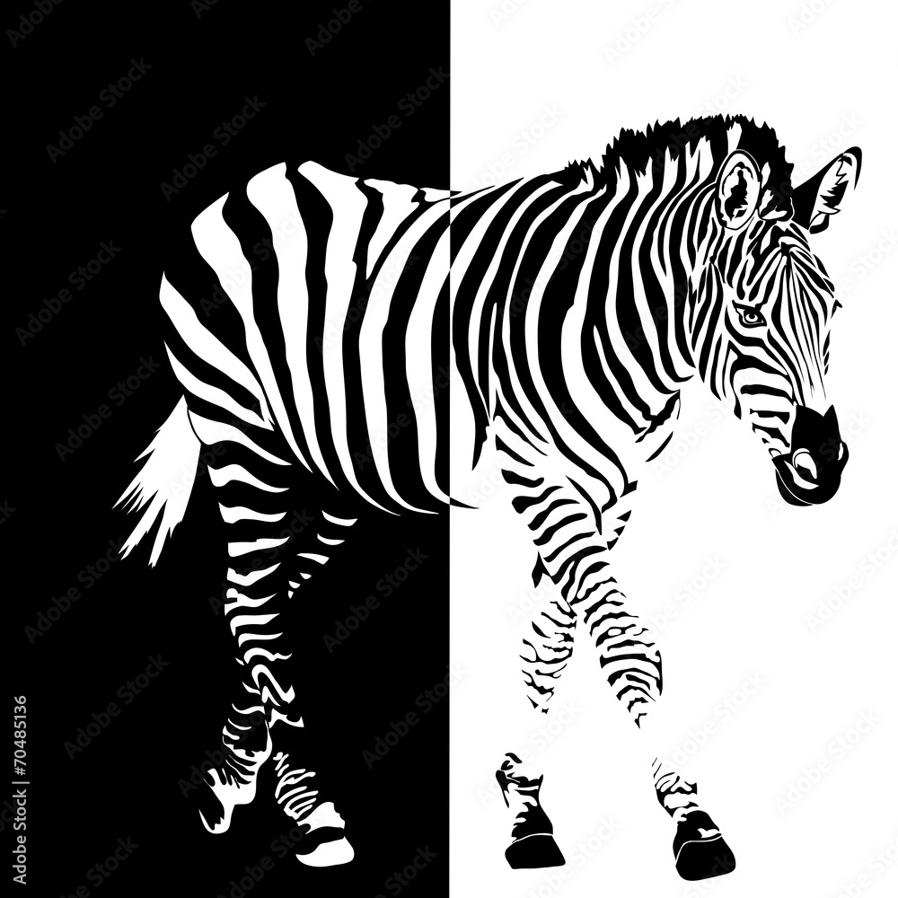 zebra-na-czarno-bialym-tle