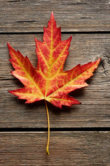 Wall Mural - Autumn maple leaf over wooden background