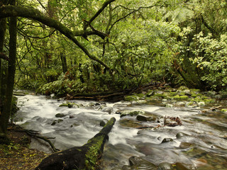 Wall Mural - Stream