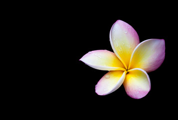 Sticker - Plumeria flower on a black background