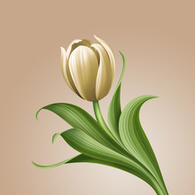 Vintage White Tulip Illustration, Single Flower