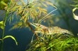 Asian glass shrimp Macrobrachium lanchesteri in aquarium