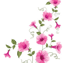 Bindweed Flower On Paper.