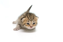 Newborn Tabby Kitten On White Background