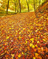 Autumnal scene in the forest