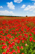 Long Red poppy field