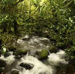 Canvas Print - Stream