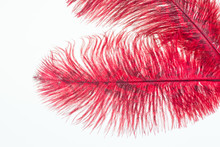 Red Ostrich Feathers Close-up