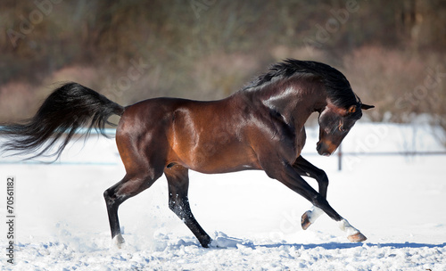 Naklejka na szybę Horse running in the snow