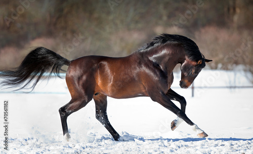 Naklejka dekoracyjna Horse running in the snow