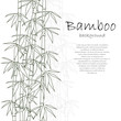 Bamboo background white