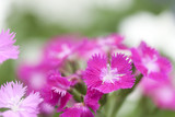 ナデシコの花