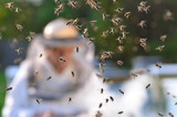 Fototapeta Zwierzęta - pszczelarz pracujący w pasiece i rój pszczół