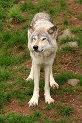 Wall Mural - grey wolf standing in the grass