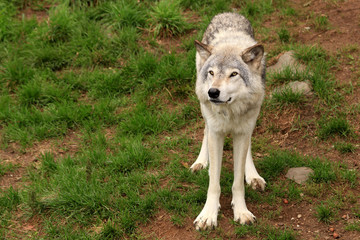 Wall Mural - grey wolf standing in the grass