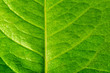 © ZaZa studio - leaf texture