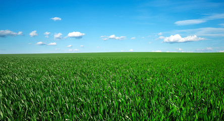 Wall Mural - green field