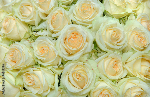 Naklejka - mata magnetyczna na lodówkę Beautiful white rose