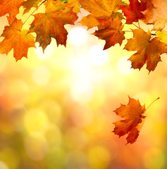 autumn leaves