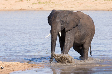 Elephant walking in water to have a drink and cool down on hot d