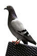 Grey Pigeon - White Background