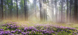 Magic Carpathian forest at dawn