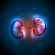 Kidneys anatomy illustration, abstract blue background.